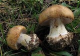 Cortinarius dalecarlicus image