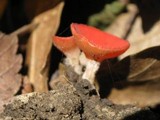 Sarcoscypha occidentalis image