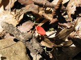 Sarcoscypha occidentalis image