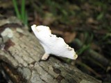 Polyporus leptocephalus image