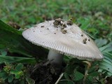 Amanita sect. Vaginatae image
