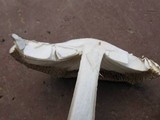 Amanita sect. Vaginatae image