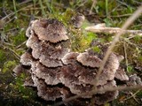 Thelephora terrestris image