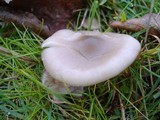 Clitocybe tarda image