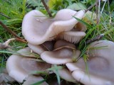 Clitocybe tarda image