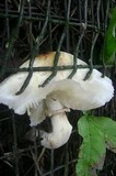 Chlorophyllum hortense image