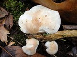 Hygrophorus roseobrunneus image