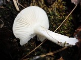 Hygrophorus roseobrunneus image