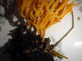 Ramariopsis crocea image
