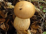 Gymnopilus ventricosus image