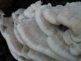 Bjerkandera fumosa image