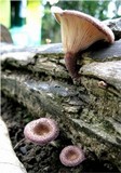 Lentinus strigosus image