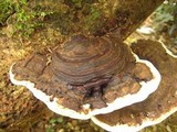 Ganoderma tuberculosum image
