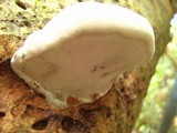 Ganoderma tuberculosum image