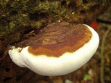 Ganoderma tuberculosum image