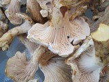 Cantharellus subalbidus image