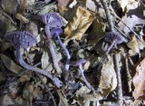 Laccaria amethystina image