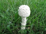 Amanita thiersii image
