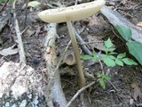 Xerula radicata image