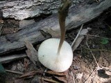 Xerula radicata image