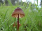 Mycena californiensis image
