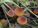 Mycena californiensis image