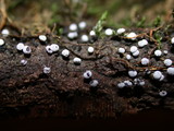Badhamia panicea image