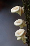 Lentinus sajor-caju image