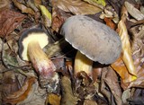 Boletus pruinatus image