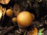 Gymnopilus ventricosus image