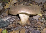 Boletus subtomentosus image