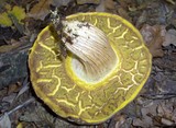 Boletus subtomentosus image
