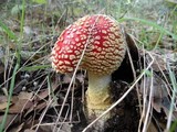 Amanita amerimuscaria image
