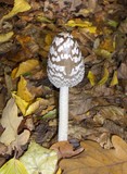 Coprinopsis picacea image