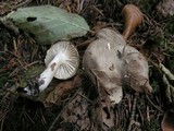 Hygrophorus agathosmus image