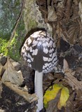 Coprinopsis picacea image