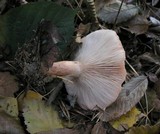 Lactarius pubescens image