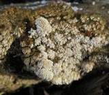 Schizopora paradoxa image