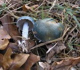 Stropharia caerulea image