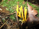 Calocera viscosa image