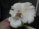 Pleurotus pulmonarius image