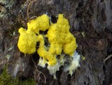 Fuligo septica image