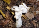 Helvella crispa image