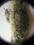 Botrytis cinerea image
