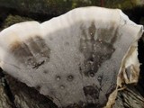 Bjerkandera fumosa image