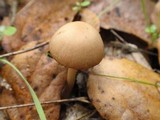 Psathyrella longipes image