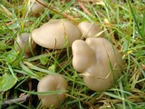 Clitocybe tarda image