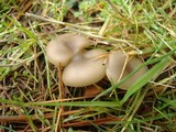 Clitocybe tarda image