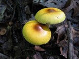 Amanita banningiana image