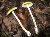 Amanita banningiana image